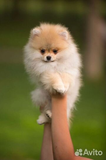 Щенки шпица