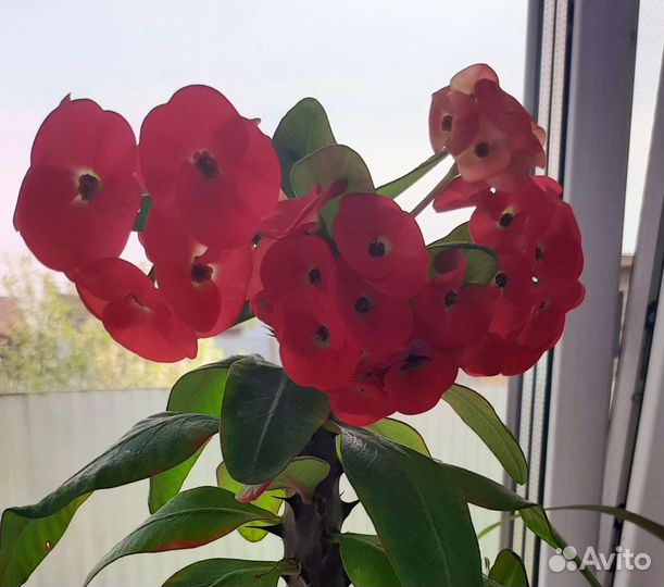 Молочай отросток