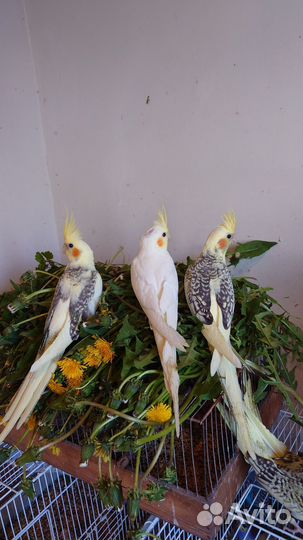 Попугай корелла птенец