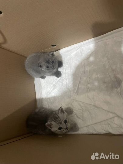 Котята
