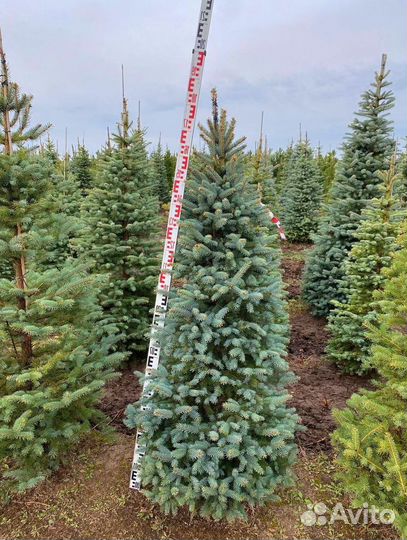 Ель на Новый год и Рождество предзаказ/Доставка