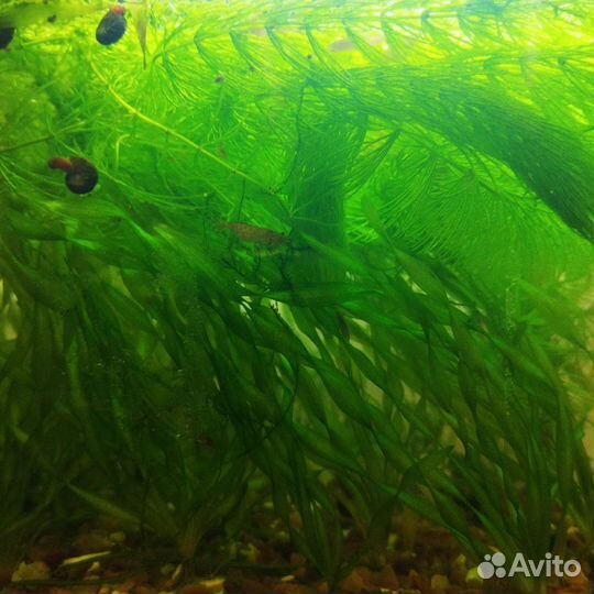 Аквариумные креветки красный огонь