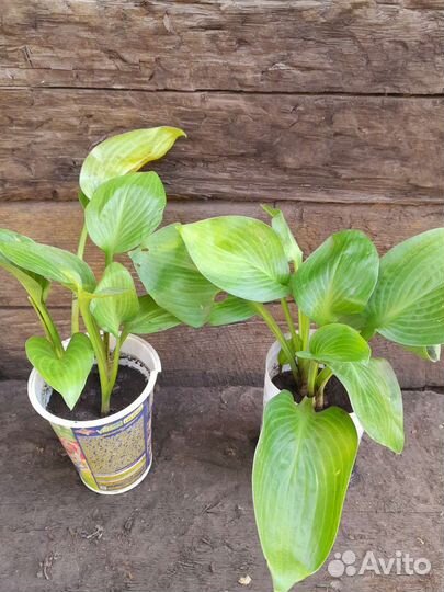 Хоста подорожниковая