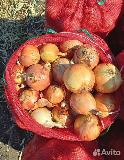 Лук оптом