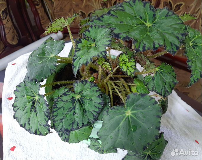 Бегония тигровая