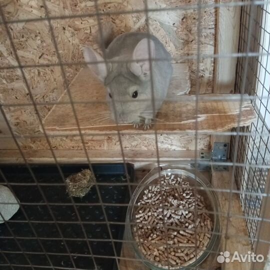 Клетка с шиншиллами