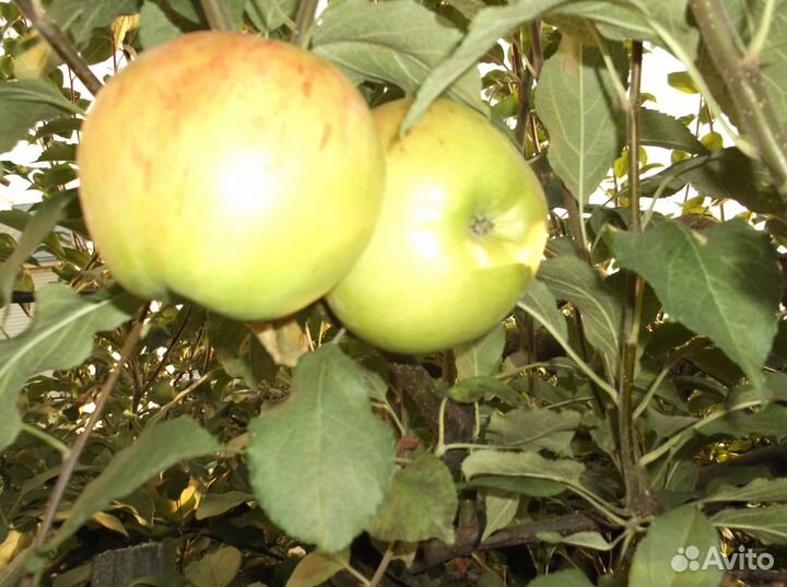 Саженцы яблони