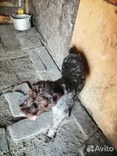 Найдена собака