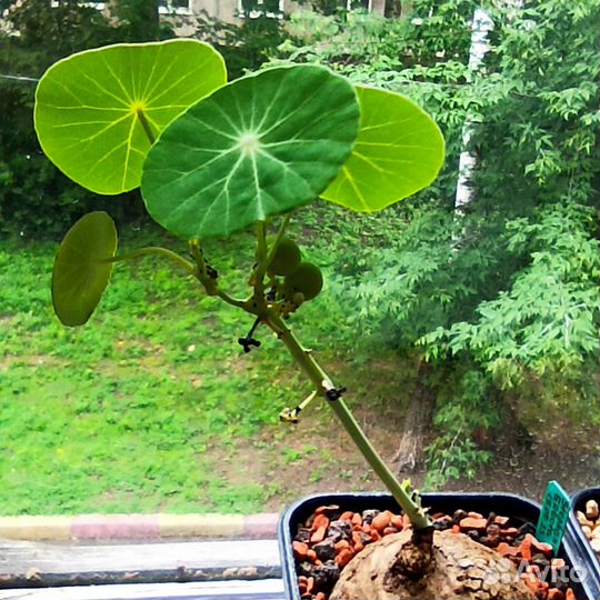 Каудексные растения - Stephania Erecta и экзотика