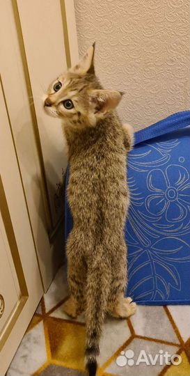 Кошка чаузи