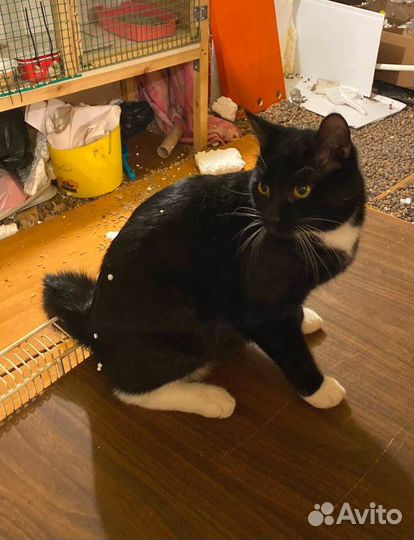 Шустрый Котенок Гоша, подросток, кастриров. Приют