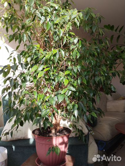 Фикус бенджамина большой