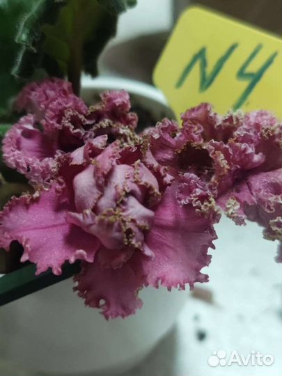 Фиалка часть 2