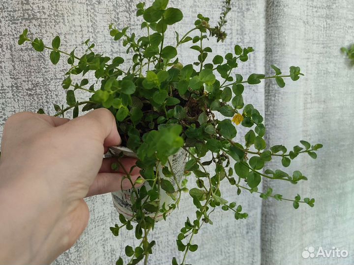 Вербейник монетчатый