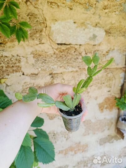 Декабрист (рождественник)