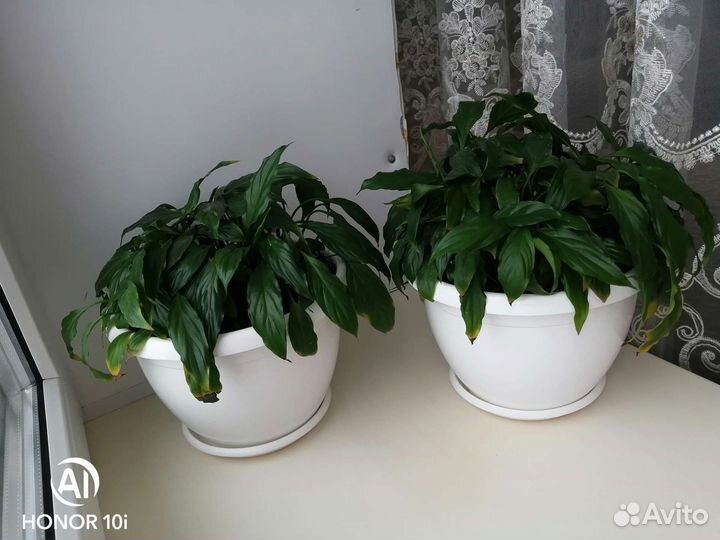 Спатифиллум