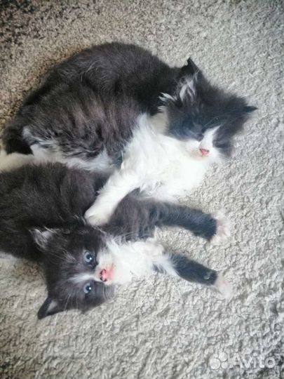 Кошки бесплатно