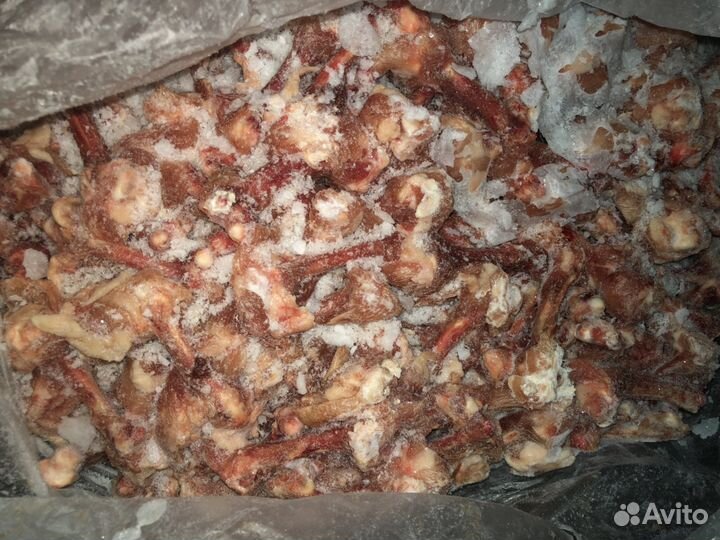 Трубчатая кость цб