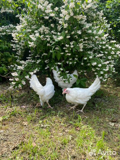 Куры несушки разных пород