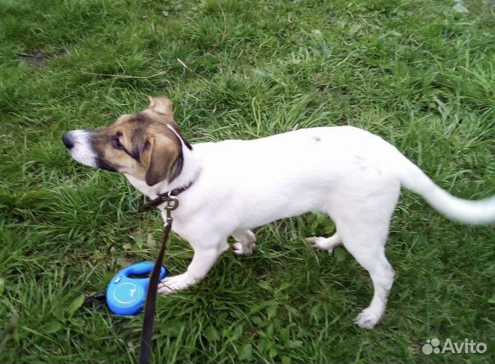 Метис джек рассела