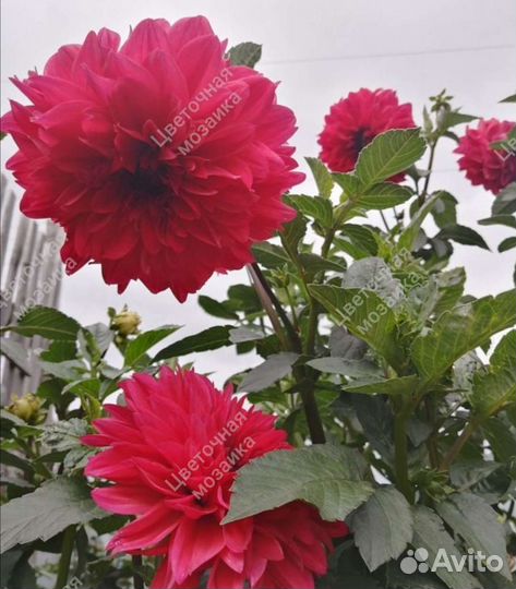 Георгины (клубни) и гладиолусы