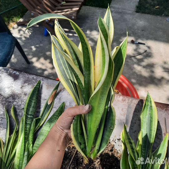 Сансевиерия лауренти