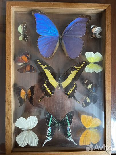Бабочки в рамке