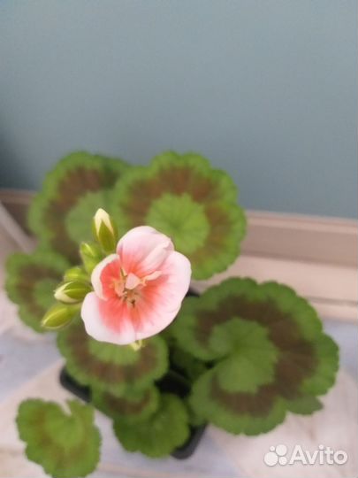 Пеларгония (герань)