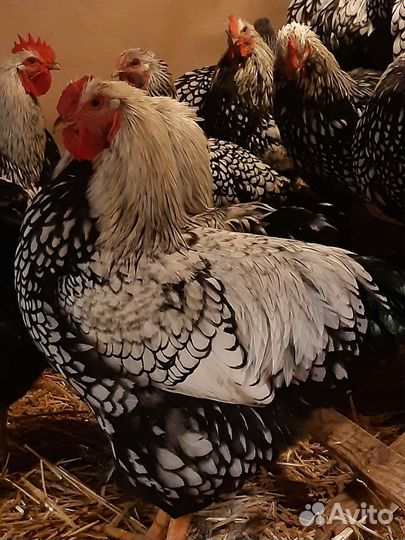 Петух виандот