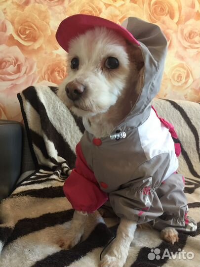 Комбинезон для собаки