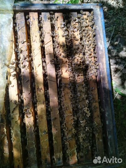 Пчелы и улья