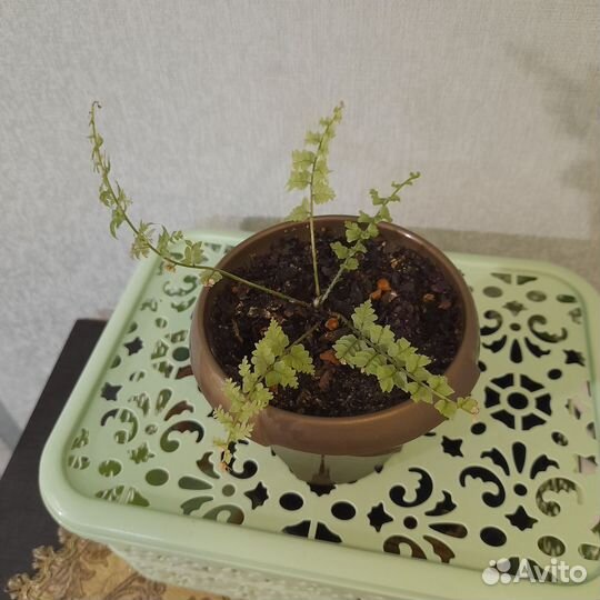 Детка папоротника Грин фэнтэзи