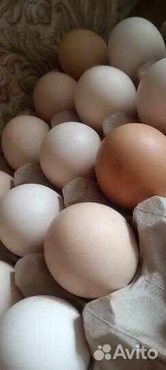 Инкубационное яйцо кур