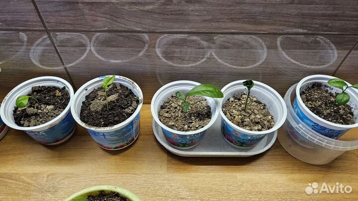 Лимон январь 2024г