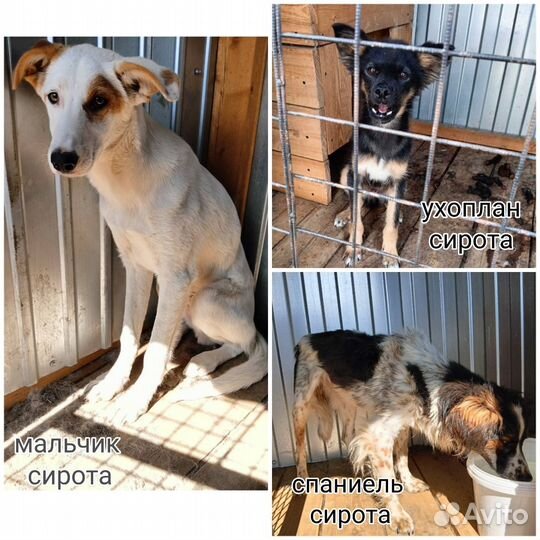 Собака с приюта в добрые руки