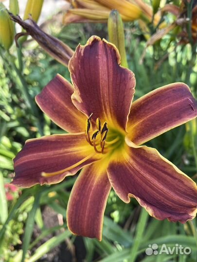 Лилейники, делю кусты