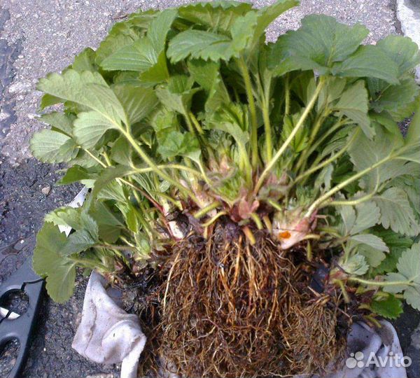 Рассада клубники