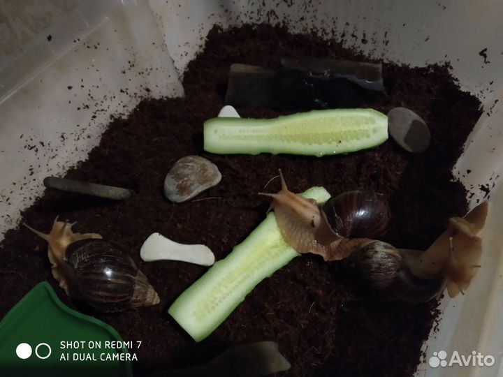 Улитки ахатины бесплатно