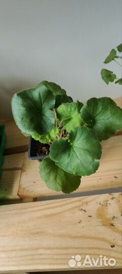 Растения гейхера