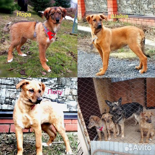 Три девочки 4 месяца