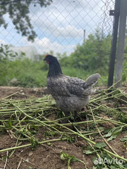 Куры несушки доминант