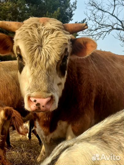 Быки на мясо