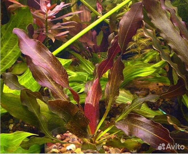 Сортовые эхинодорусы и нимфеи