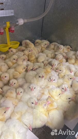 Цыплята кобб 500 инкубационное яйцо