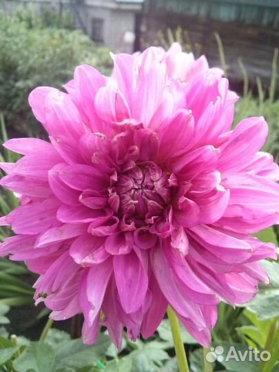 Георгины (клубни)