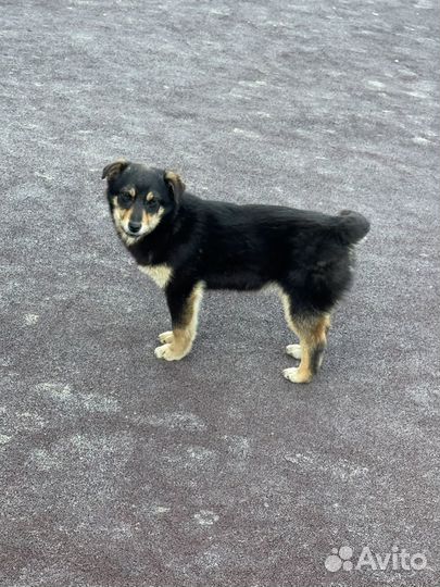 Собака щенок