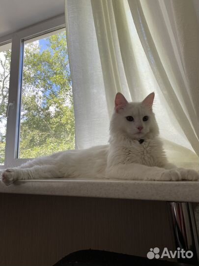 Кот мейн-кун вязка