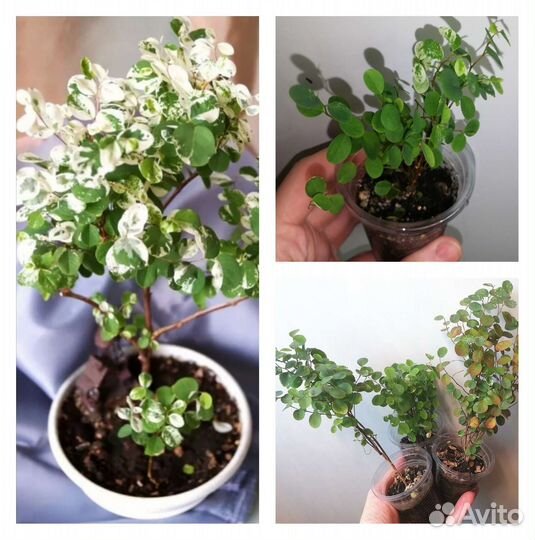 Комнатные цветы разные