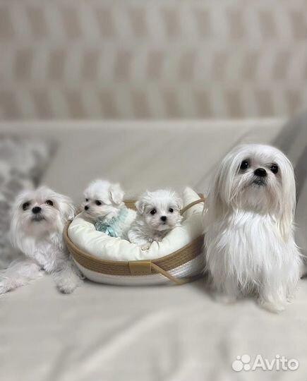 Мальтезе мини/микро