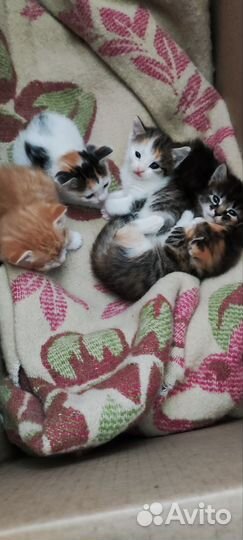 Котята ищут маму, довезу до подъезда